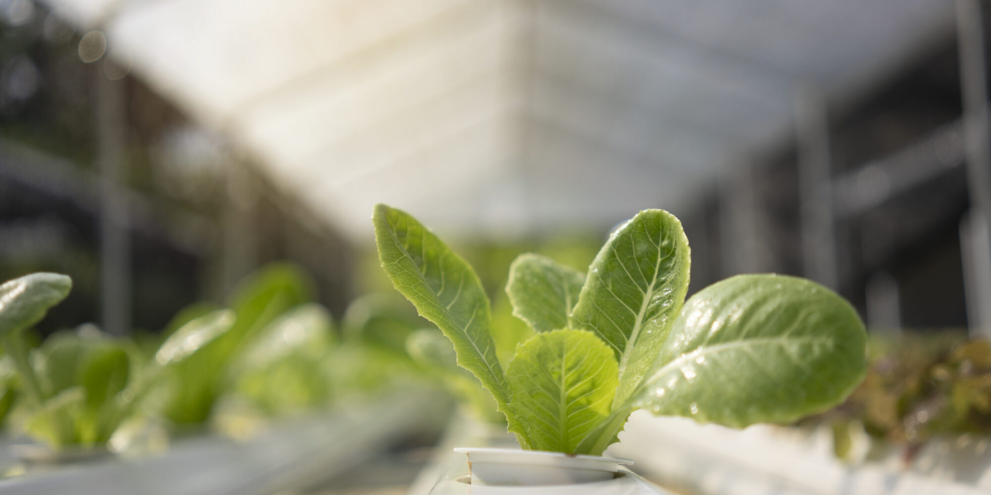 The herb of organic vegetables is in the greenhouse.